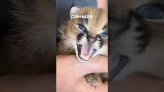 до и после