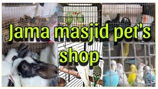 jama masjid birds shop || delhi bird market || lal qila bird market || GS Birds Info