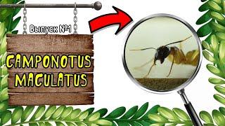 CAMPONOTUS MACULATUS - ДОБРОДУШНЫЕ АФРИКАНСКИЕ ГИГАНТЫ // nature TB // выпуск №1