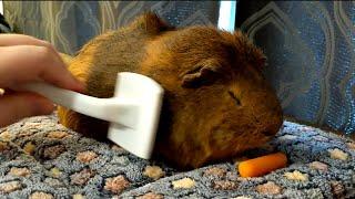 Brushing My Capybara Shark Guinea Pig