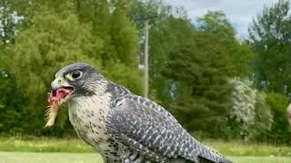 Lavenham falconry the raptor conservancy