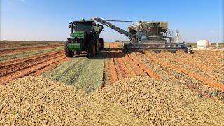 HOW TO GROW PEANUTS IN AMERICA USING MODERN TECHNOLOGY - PEANUT HARVESTING PROCESS