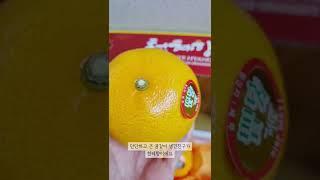 korean mandarine #레드향 #천혜향 #귤종류 #흥하라 #shorts