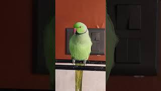 Papa singing parrot  #parrot #talkingparot #birds #talkingparrot #cute #cutebird