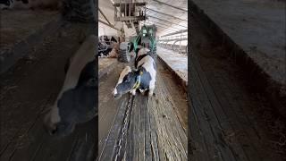 Incredible Techniques for Restraining Cows – Must-See Methods