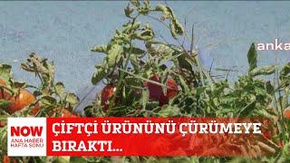 Çiftçi ürününü çürümeye bıraktı... 11 Ağustos NOW Ana Haber Hafta Sonu
