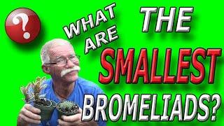 What Is The Smallest Bromeliad?