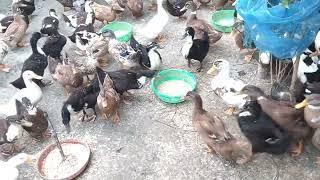 Duck farming Assam /পাতি হাঁহ Sell কৰিলো॥ Assam Ago Channel