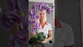 Veronikadekor 