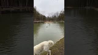 Ducks chilling￼