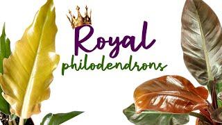 Exploring Royal Philodendron Varieties (Princes, Princesses, Queens and Kings) | Herb Stories