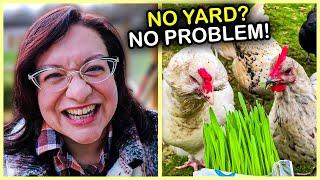 SIMPLE Tips for Keeping Chickens in a Smaller Backyard