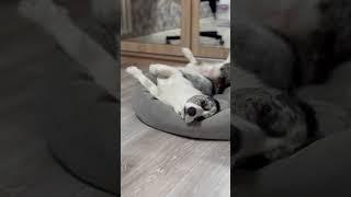 А че обиделся то?  #видео #корж #music #звук #прикол #собака #тренды #shorts #сон