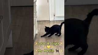 Love & LightMr Merlin‍⬛