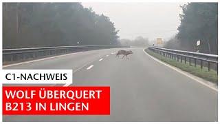 Wolfsberater bestätigt: Tier auf der B213 in Lingen ist ein Wolf | GN-Online