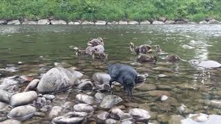 Crow munchin with ducklings chilling near