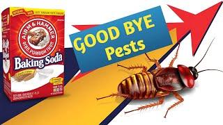 7 Natural Hacks to Get Rid of Household Pests Quickly and Safely! | Daily life hacks