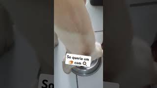 PÃO COM OVO PARA CACHORRO  #cachorro #pets #cachorro #labrador #humor #dog