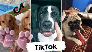 Funniest Dogs on TikTok - Puppies Doing Funny Things on TikTok (Compilation)