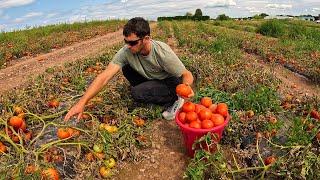 Harvesting Big Red Tomatoes On Dead Plants