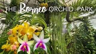 ORCHID TOUR with Care Tips & CREATIVE DESIGN TIPS