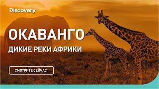 Окаванго | Дикие реки Африки | Discovery