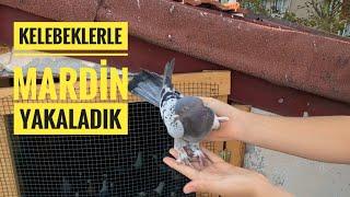 KÜMES ZİYARETİNDE HEPSİ TEK TEK SEÇİLMİŞ KELEBEKLERİ UÇURDUK KAÇAK OYUNLU MARDİN GELDİ