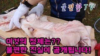 불편한TV_야생에서 돼지대가리 구이!! 대가리 뼈만 제거 ^^ #Grilled pork head