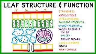 Leaf Structure and Function