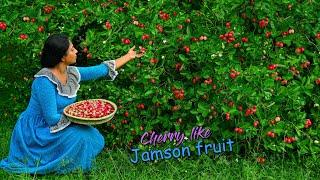 Cherry like Jamson fruit! My secret Rice Pudding was so tasty with candied jamsons!| Traditional Me