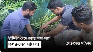 বস্তায় আদা চাষ করে লাখ টাকার সাফল্য দেখছেন সুনামগঞ্জের ফখরুল | Ginger | Sunamganj | Ajker Patrika