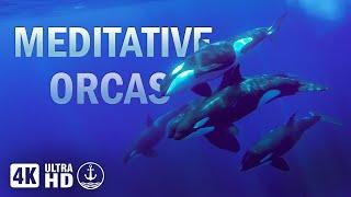 The Orca Whale: A Meditation of Ocean Giants