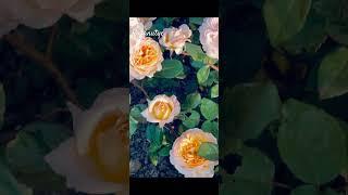 Rozanutye.ru #rose #садоводничество #саженцы #flowers #сорт #питомник #garden #цветыдлядома