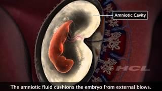 HCL Learning | Embryonic Development in Humans