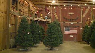 Sugar Pines Farm in Chesterland gives tips to finding the perfect Christmas tree