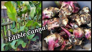 Harvesting & Cooking Canna/ Ful Tarul / November Harvest / Gardening UK 2022