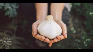 Garlic Harvest at Fruition Seeds