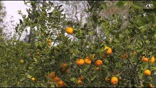 Georgia Citrus Growing Despite Some Setbacks