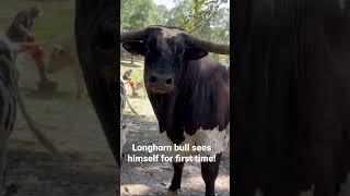 Longhorn Bull sees himself for first time.