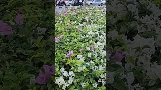 Bangkok is Always Leave a Good Memory ️️ - 4K Walking Tour