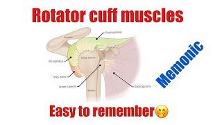 Rotator Cuff muscles memonic / easy to remember