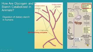 生化線上課程-Metabolism of Glycogen and Pentose Phosphate Pathway-肝醣代謝與戊糖磷酸代謝途徑-Part1