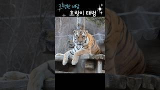 나의 #tiger #태범 #백두대간수목원