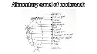 How to draw a diagram of  alimentary of cockroach | Alimentary of cockroach diagram