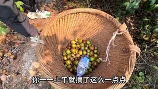 叫前夫哥摘个茶籽他都偷懒到处玩，干啥啥不行吃饭第一名怎么办哦