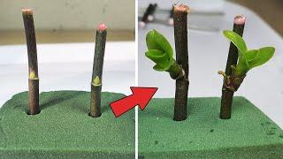 Tips to propagate orchids super fast use Floral Foam Green