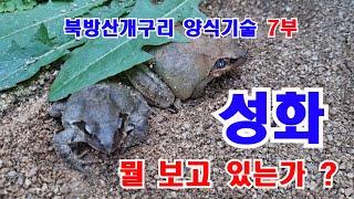 북방산개구리 양식기술 7편 입니다 정말 많이 컷네요#성화#중화#치와#개구리구이#