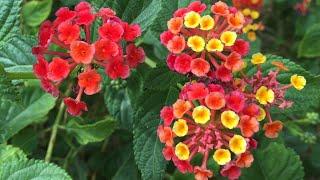 Multicolour Lantana Flowers | 12 Colors | Like if like