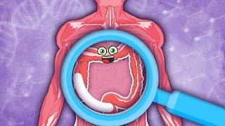 How YOUR Large Intestine Works! | KLT Anatomy