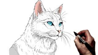 How To Draw A Cat | Step By Step